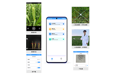 南阳市小麦亩穗数分析仪IN-XM02